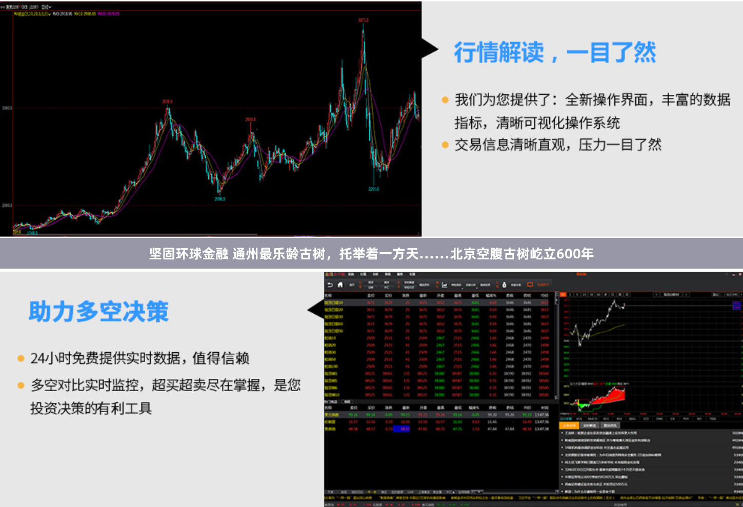 坚固环球金融 通州最乐龄古树，托举着一方天……北京空腹古树屹立600年